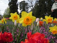 Morges Tulips 16 April